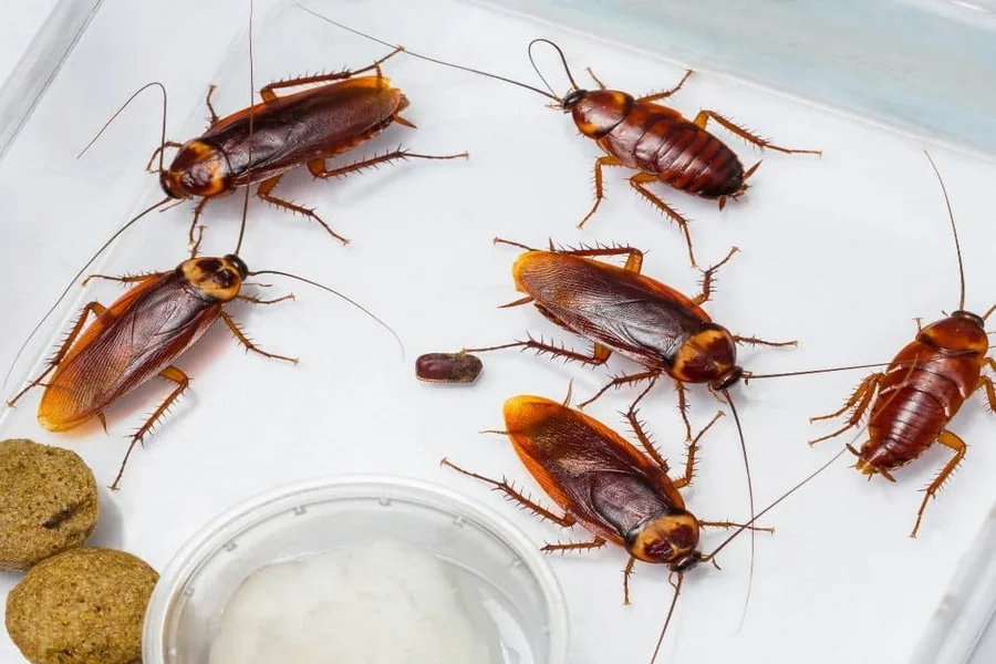 Can seasonal humidity changes influence cockroach behavior indoors?