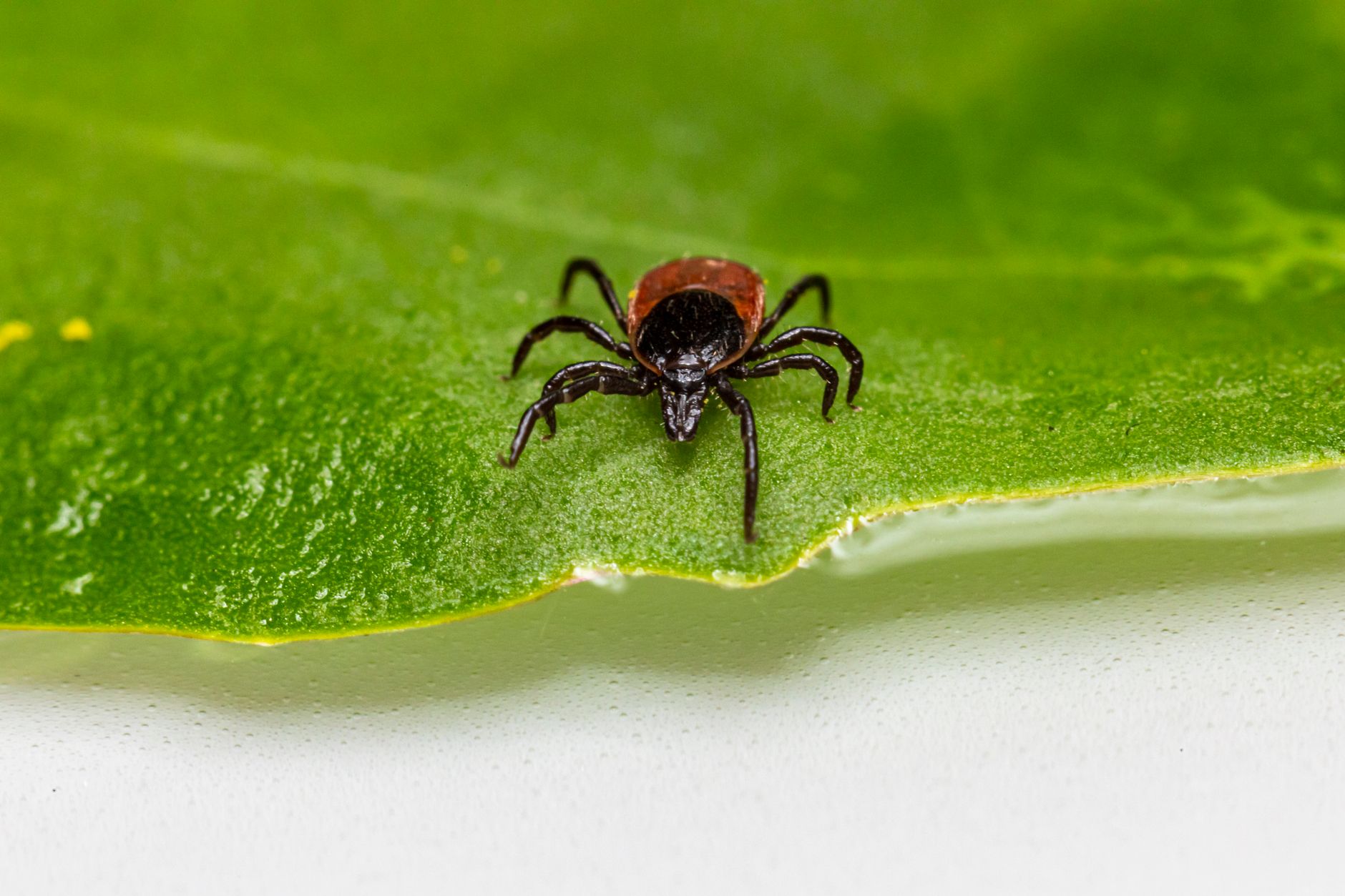 Seasonal Pest Activity in Australian Homes: When to Expect Infestations and Effective Control Methods